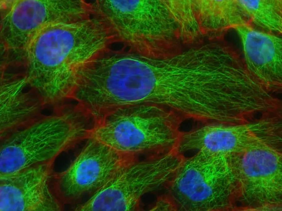 AI Virtual Cell: How GenBio AI Is Building a World Model of Human Biology
